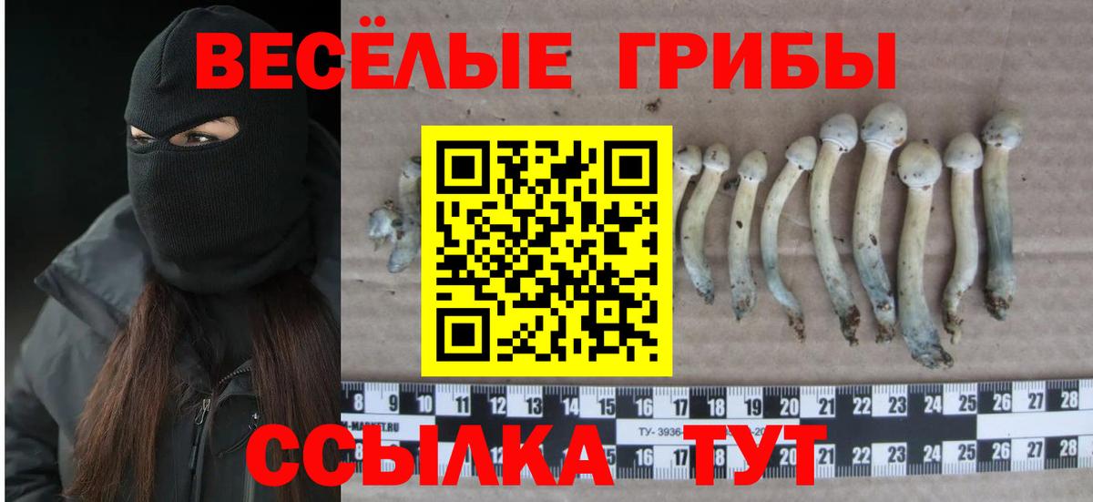 Галлюциногенные грибы MAGIC MUSHROOMS  Псилоцибиновые грибы прущие грибы  Евпатория  Вход с VPN 